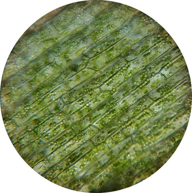 Rostlinné buňky s chloroplasty, organelami, v nichž se odehrává fotosyntéza (zdroj Andrea Vierschilling, Pixabay) 